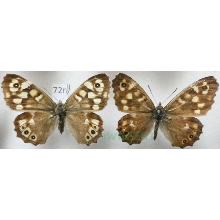 Pararge aegeria (Linnaeus, 1758) pair Osadnik egeria Poland72n